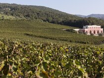Tenuta Il Sassone