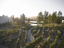 L'AND Vineyards