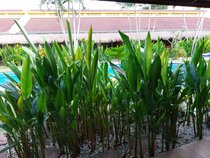 Kanchira Resort