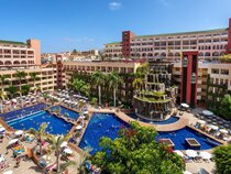 Best Jacaranda