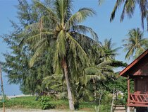 Morning Star Resort